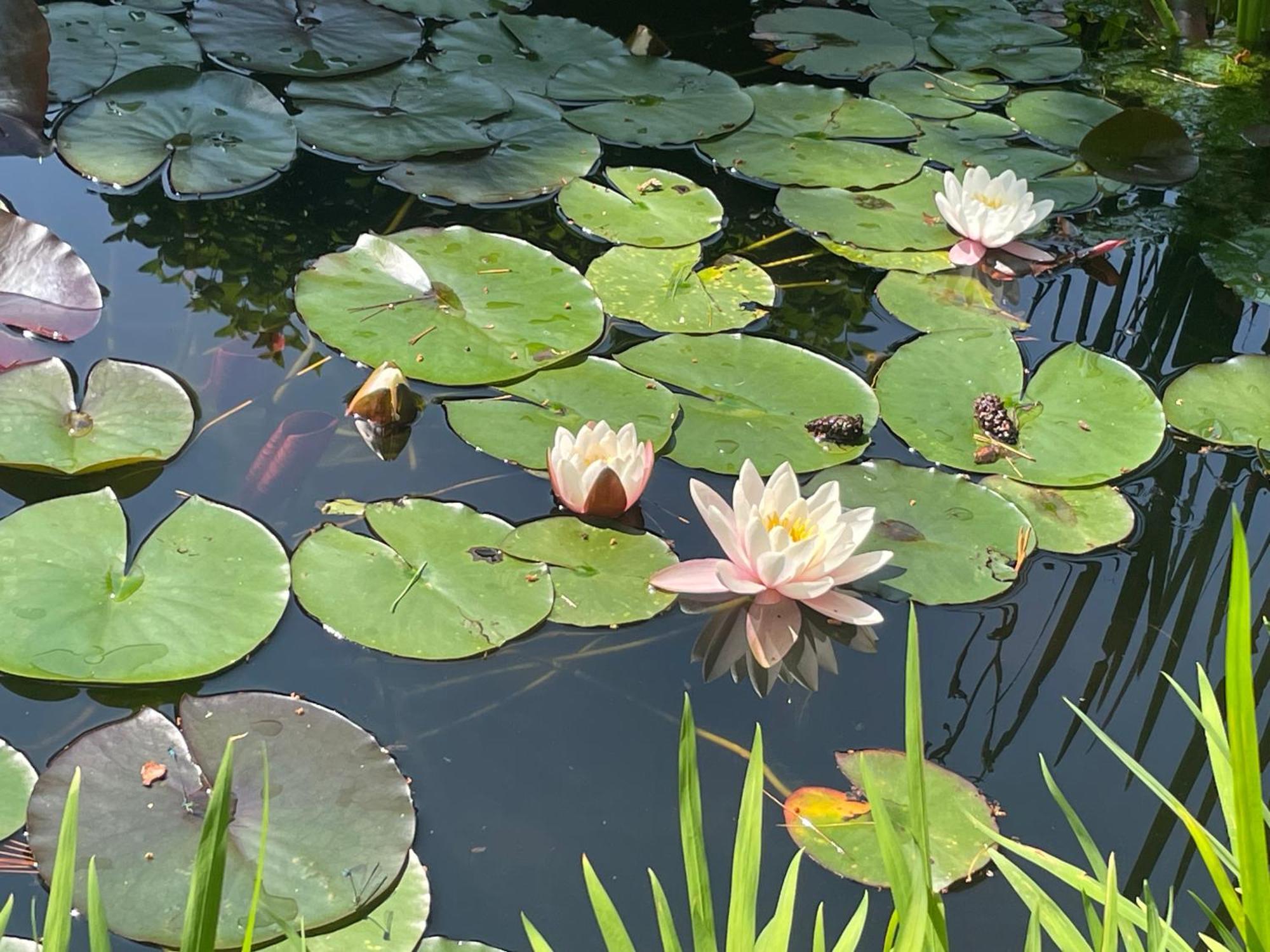 Casetta In Giardino Con Piscina Luino Kültér fotó